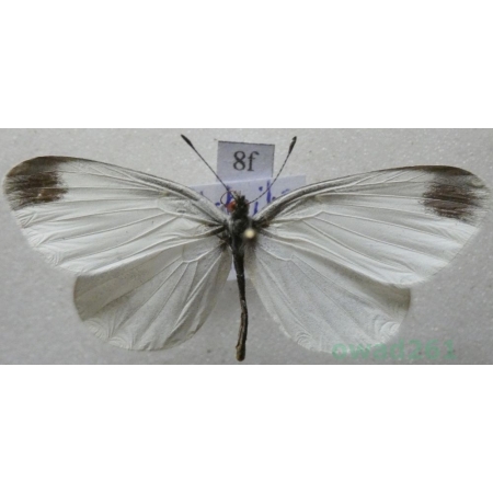 Leptidea sinapis (Linnaeus, 1758) Wietek gorczycznik Poland8f